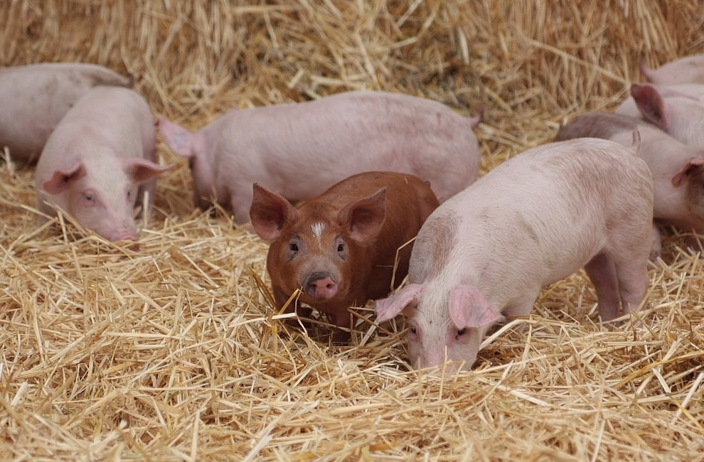 Agrofirma Witkowo Produkcja Trzody Chlewnej